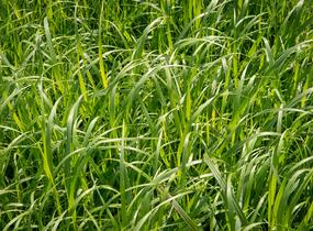 Proso 'Dewey Blue' - Panicum amarum 'Dewey Blue'
