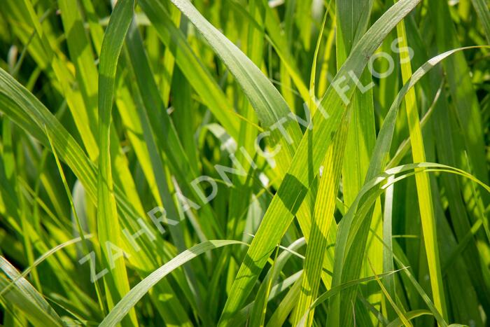 Proso 'Dewey Blue' - Panicum amarum 'Dewey Blue'