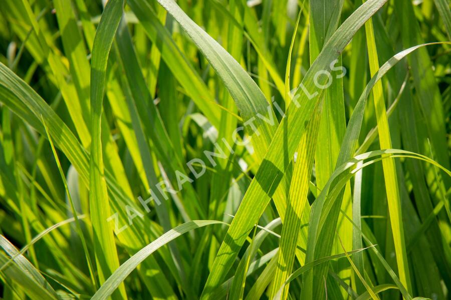 Proso 'Dewey Blue' - Panicum amarum 'Dewey Blue'