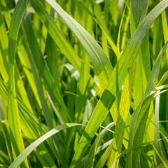 Proso 'Dewey Blue' - Panicum amarum 'Dewey Blue'