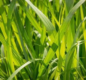 Proso 'Dewey Blue' - Panicum amarum 'Dewey Blue'