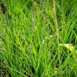 Bezkolenec modrý 'JS Aha-Erlebnis' - Molinia caerulea 'JS Aha-Erlebnis'