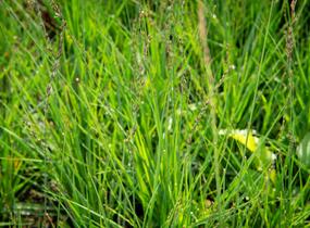 Bezkolenec modrý 'JS Aha-Erlebnis' - Molinia caerulea 'JS Aha-Erlebnis'