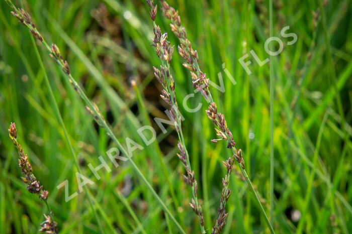 Bezkolenec modrý 'JS Aha-Erlebnis' - Molinia caerulea 'JS Aha-Erlebnis'