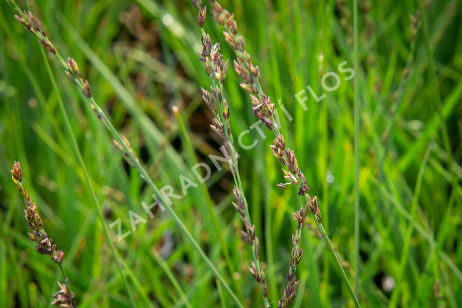 Bezkolenec modrý 'JS Aha-Erlebnis' - Molinia caerulea 'JS Aha-Erlebnis'