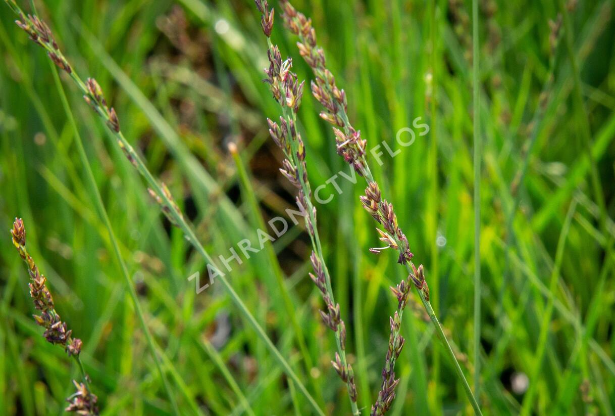 Bezkolenec modrý 'JS Aha-Erlebnis' - Molinia caerulea 'JS Aha-Erlebnis'