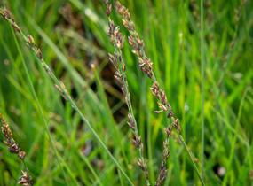 Bezkolenec modrý 'JS Aha-Erlebnis' - Molinia caerulea 'JS Aha-Erlebnis'