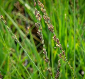 Bezkolenec modrý 'JS Aha-Erlebnis' - Molinia caerulea 'JS Aha-Erlebnis'