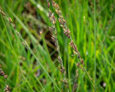 Bezkolenec modrý 'JS Aha-Erlebnis'