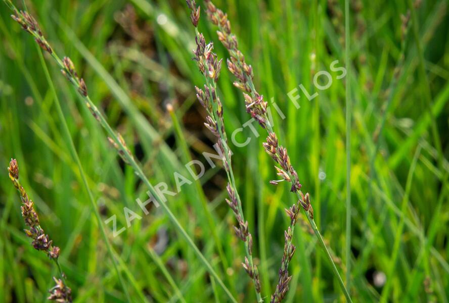 Bezkolenec modrý 'JS Aha-Erlebnis' - Molinia caerulea 'JS Aha-Erlebnis'