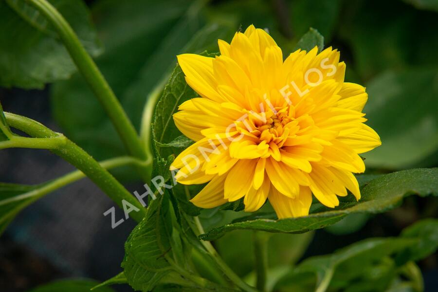 Slunečnice 'Sunshine Daydream' - Helianthus decapetalus 'Sunshine Daydream'