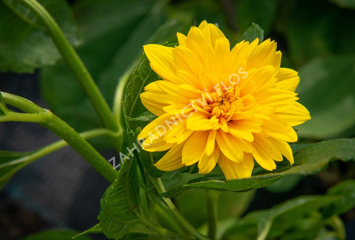 Slunečnice 'Sunshine Daydream' - Helianthus decapetalus 'Sunshine Daydream'