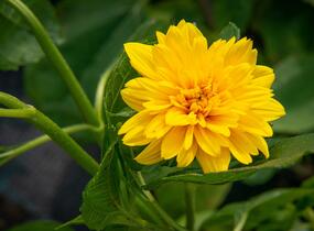 Slunečnice 'Sunshine Daydream' - Helianthus decapetalus 'Sunshine Daydream'