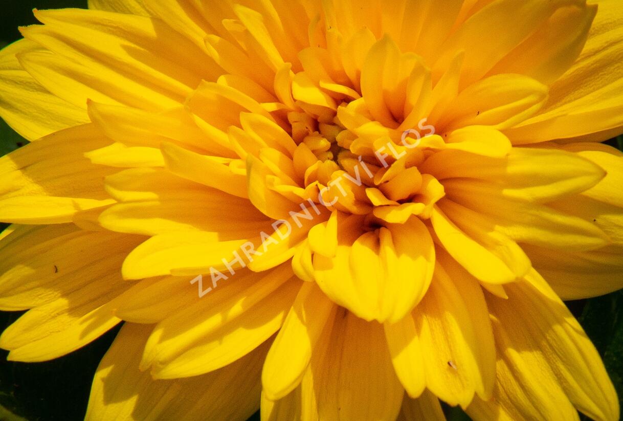 Slunečnice 'Sunshine Daydream' - Helianthus decapetalus 'Sunshine Daydream'