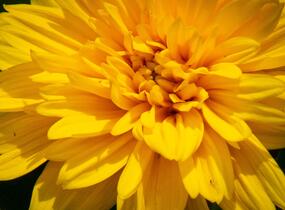 Slunečnice 'Sunshine Daydream' - Helianthus decapetalus 'Sunshine Daydream'
