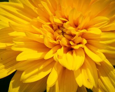 Slunečnice 'Sunshine Daydream'