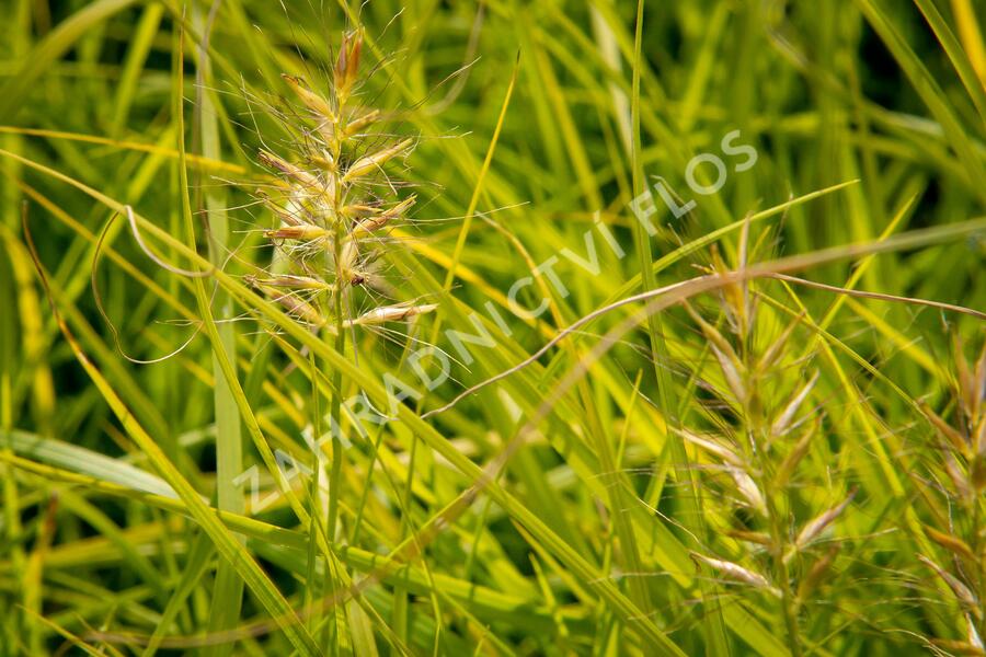 Dochan psárkovitý 'Hameln Gold' - Pennisetum alopecuroides 'Hameln Gold'