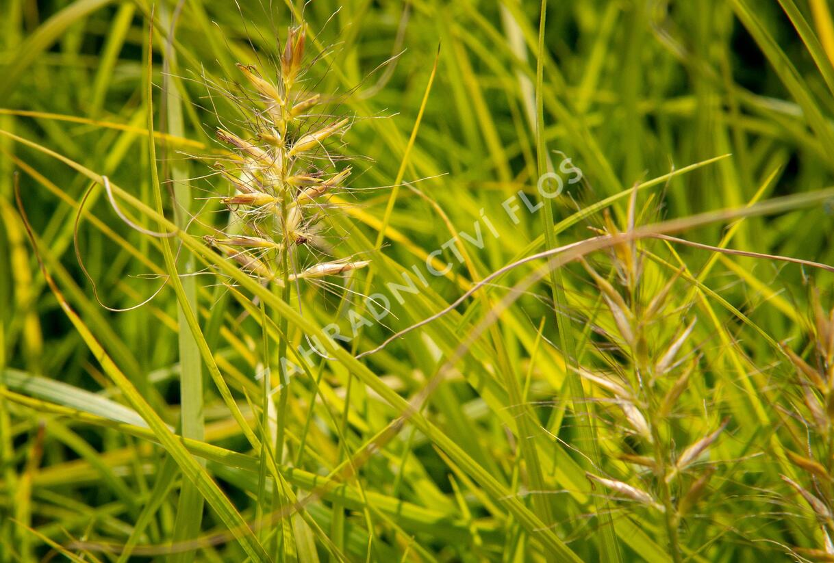 Dochan psárkovitý 'Hameln Gold' - Pennisetum alopecuroides 'Hameln Gold'