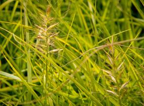 Dochan psárkovitý 'Hameln Gold' - Pennisetum alopecuroides 'Hameln Gold'