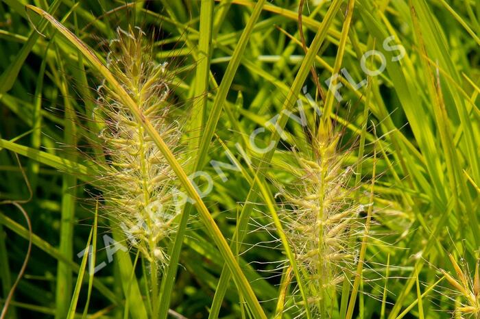 Dochan psárkovitý 'Hameln Gold' - Pennisetum alopecuroides 'Hameln Gold'