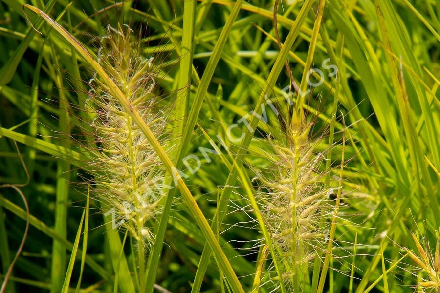 Dochan psárkovitý 'Hameln Gold' - Pennisetum alopecuroides 'Hameln Gold'