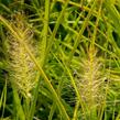 Dochan psárkovitý 'Hameln Gold' - Pennisetum alopecuroides 'Hameln Gold'