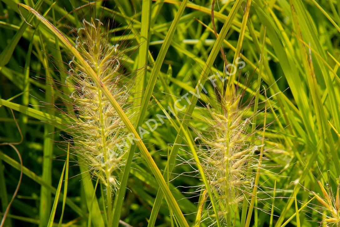 Dochan psárkovitý 'Hameln Gold' - Pennisetum alopecuroides 'Hameln Gold'