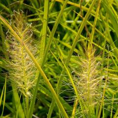 Dochan psárkovitý 'Hameln Gold' - Pennisetum alopecuroides 'Hameln Gold'