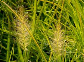 Dochan psárkovitý 'Hameln Gold' - Pennisetum alopecuroides 'Hameln Gold'