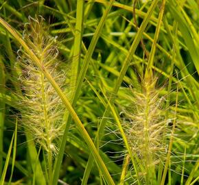 Dochan psárkovitý 'Hameln Gold' - Pennisetum alopecuroides 'Hameln Gold'