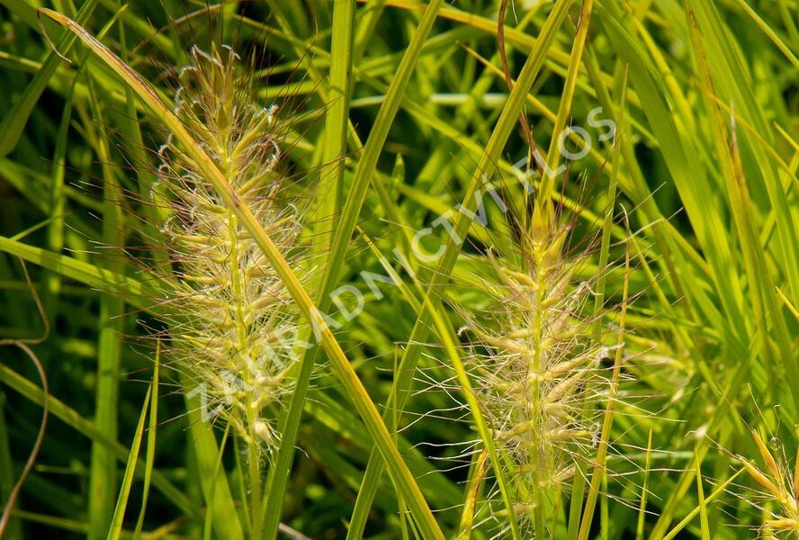 Dochan psárkovitý 'Hameln Gold' - Pennisetum alopecuroides 'Hameln Gold'