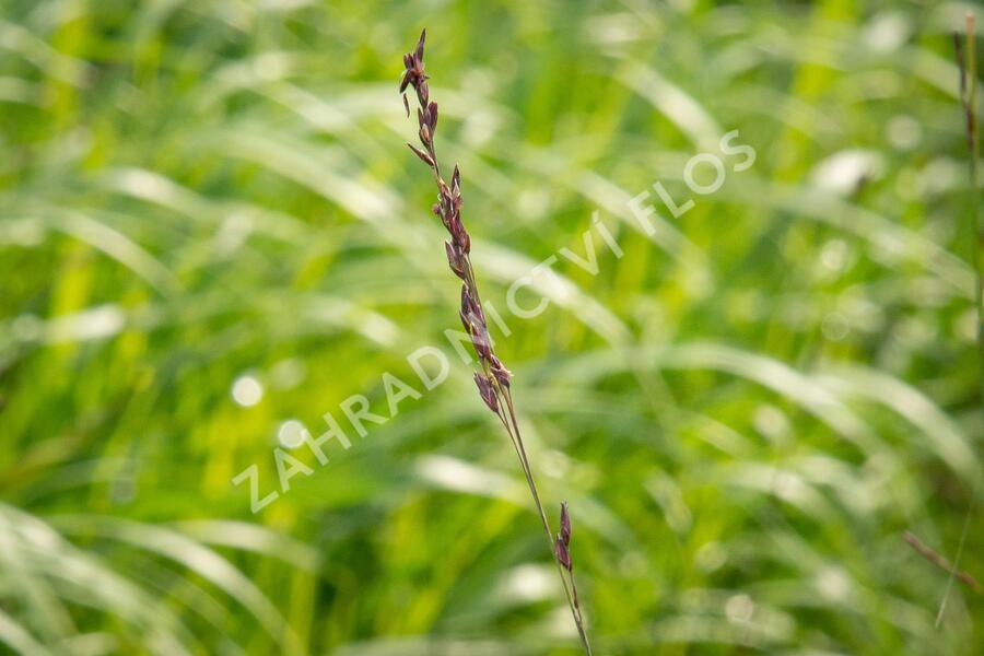 Bezkolenec modrý 'Rotschopf' - Molinia caerulea 'Rotschopf'