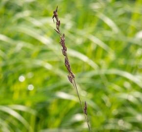 Bezkolenec modrý 'Rotschopf' - Molinia caerulea 'Rotschopf'