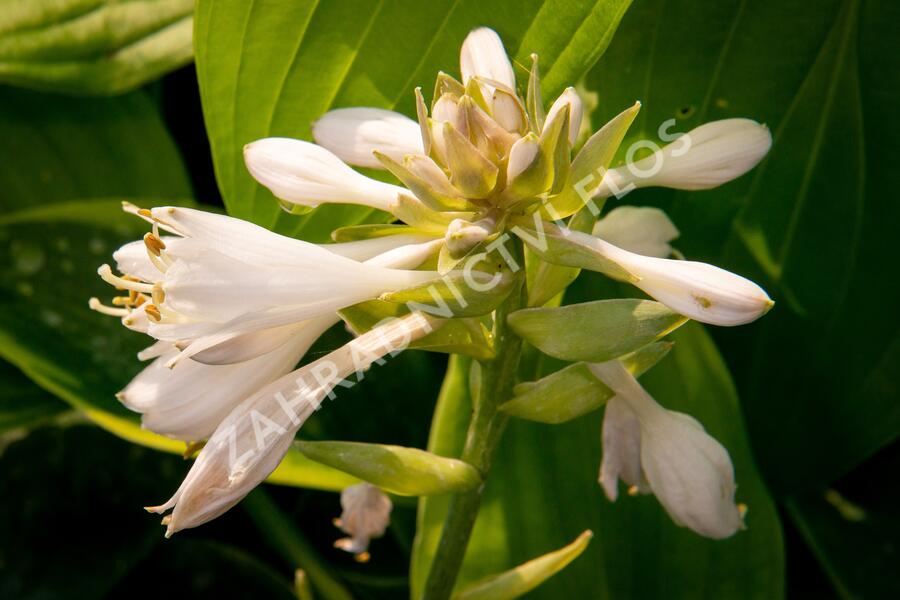 Bohyška 'Alvatine Taylor' - Hosta 'Alvatine Taylor'