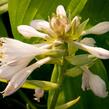 Bohyška 'Alvatine Taylor' - Hosta 'Alvatine Taylor'