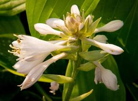 Bohyška 'Alvatine Taylor' - Hosta 'Alvatine Taylor'