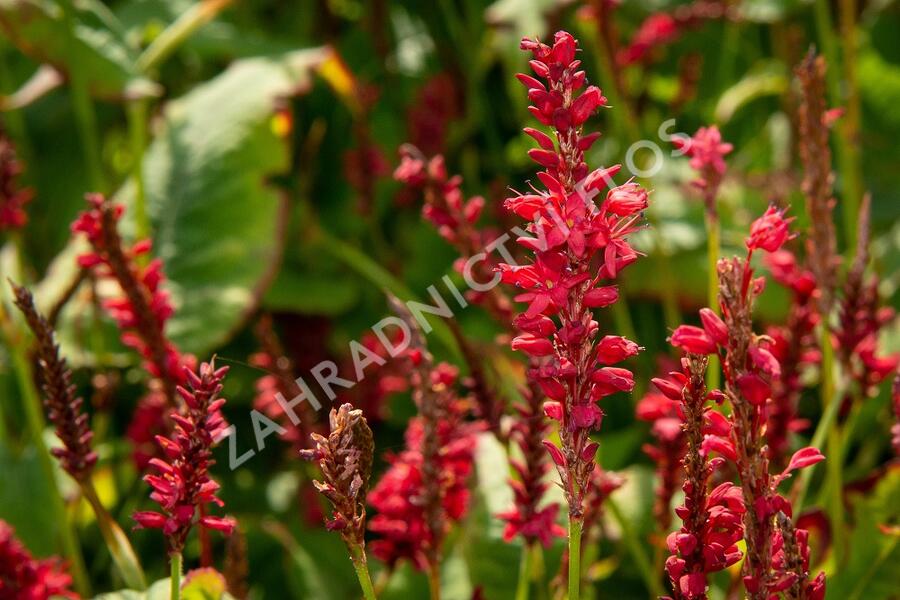 Rdesno 'Red Baron' - Bistorta amplexicaulis 'Red Baron'