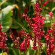 Rdesno 'Red Baron' - Bistorta amplexicaulis 'Red Baron'