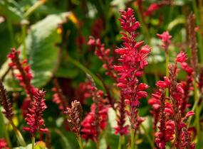 Rdesno objímavé 'Red Baron' - Bistorta amplexicaulis 'Red Baron'