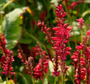 Rdesno 'Red Baron' - Bistorta amplexicaulis 'Red Baron'