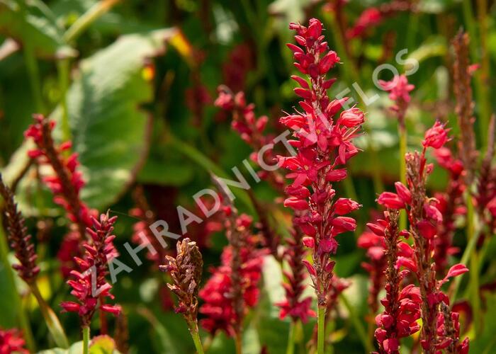 Rdesno 'Red Baron' - Bistorta amplexicaulis 'Red Baron'