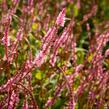 Rdesno 'Pink Elephant' - Bistorta amplexicaulis 'Pink Elephant'