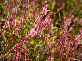 Rdesno objímavé 'Pink Elephant' - Bistorta amplexicaulis 'Pink Elephant'
