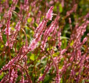 Rdesno 'Pink Elephant' - Bistorta amplexicaulis 'Pink Elephant'