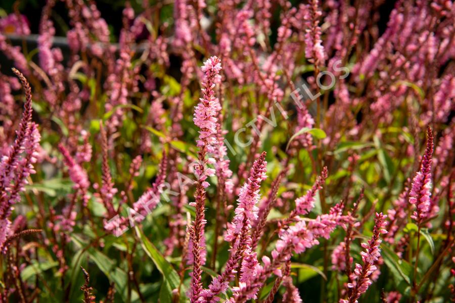 Rdesno objímavé 'Pink Elephant' - Bistorta amplexicaulis 'Pink Elephant'