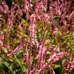 Rdesno 'Pink Elephant' - Bistorta amplexicaulis 'Pink Elephant'