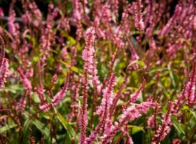 Rdesno objímavé 'Pink Elephant' - Bistorta amplexicaulis 'Pink Elephant'