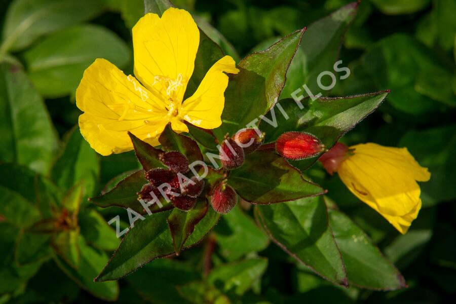 Pupalka 'Hohes Licht' - Oenothera tetragona 'Hohes Licht'