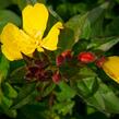 Pupalka 'Hohes Licht' - Oenothera tetragona 'Hohes Licht'