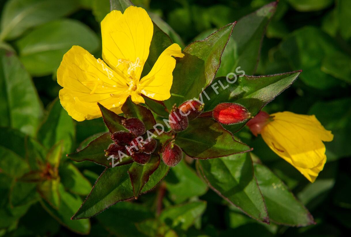 Pupalka 'Hohes Licht' - Oenothera tetragona 'Hohes Licht'
